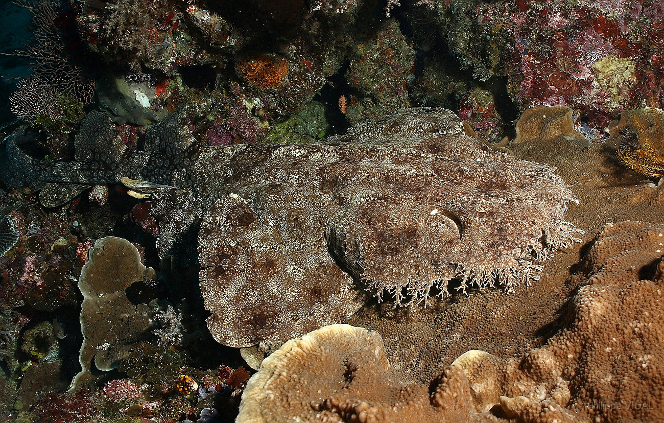 Raja Ampat 2016 - Eucrossorhinus Daypogon - Tasselled Wobbegon - Requin Tapis barbus - IMG_5313_rc.jpg